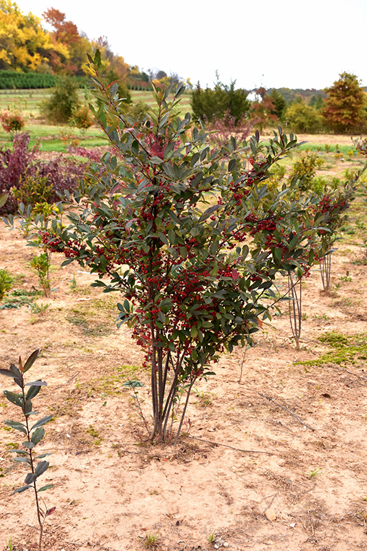 Brilliantissima Red Chokeberry (Aronia arbutifolia 'Brilliantissima') at Sabellico Greenhouses