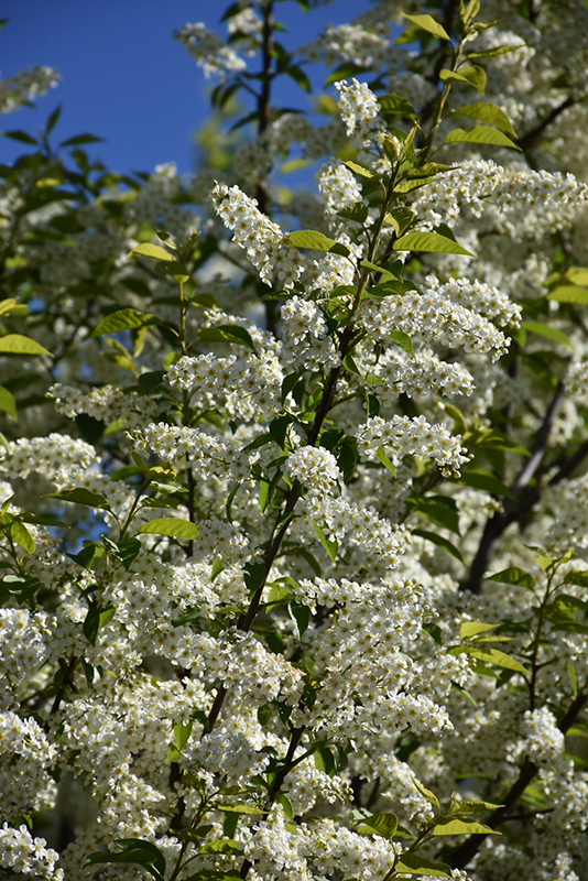 Canada Red Chokecherry (Prunus virginiana 'Canada Red') at Sabellico Greenhouses