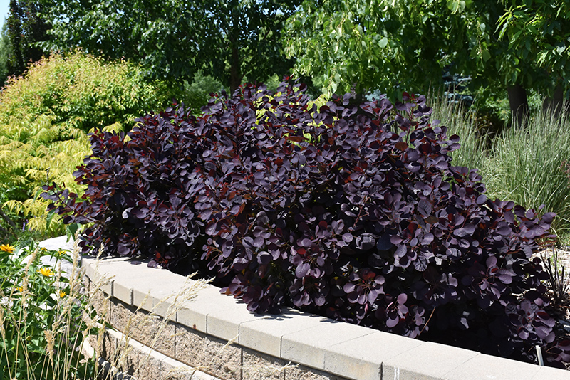 Royal Purple Smokebush (Cotinus coggygria 'Royal Purple') at Sabellico Greenhouses