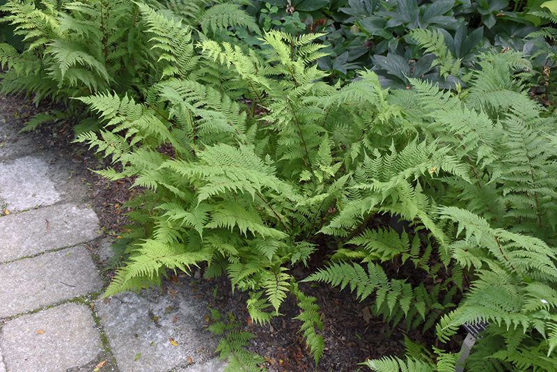 Lady in Red Fern (Athyrium filix-femina 'Lady in Red') at Sabellico Greenhouses