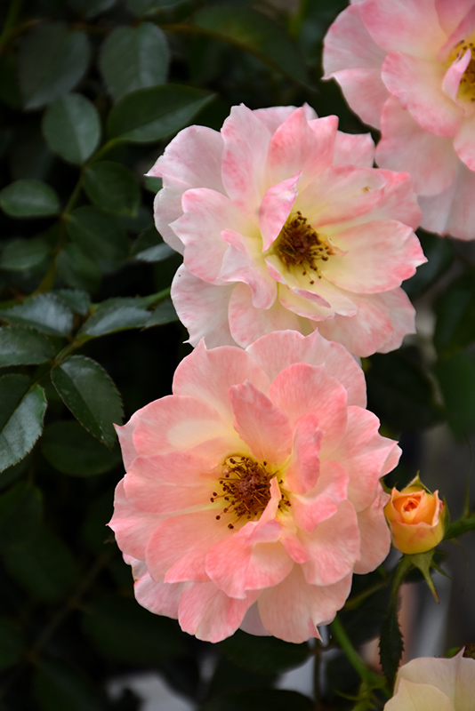 Oso Easy Italian Ice Rose (Rosa 'Chewnicebell') at Sabellico Greenhouses