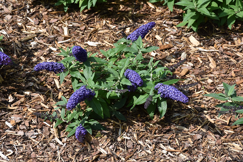 Pugster Blue Butterfly Bush (Buddleia 'SMNBDBT') at Sabellico Greenhouses