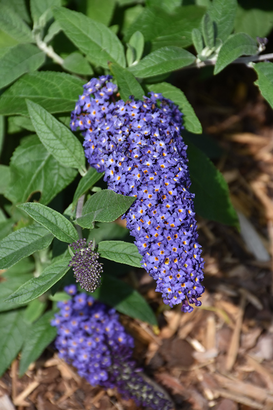 Pugster Blue Butterfly Bush (Buddleia 'SMNBDBT') at Sabellico Greenhouses