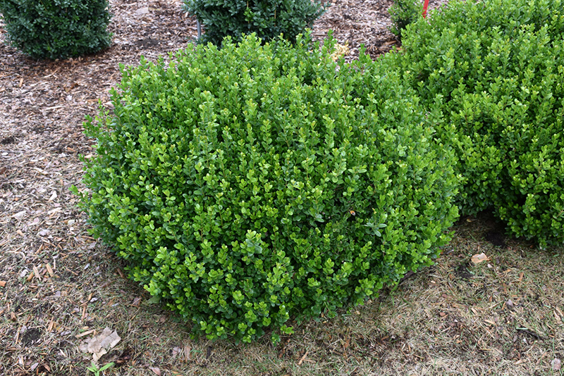 Sprinter Boxwood (Buxus microphylla 'Bulthouse') at Sabellico Greenhouses
