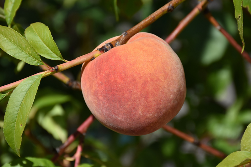 Redhaven Peach (Prunus persica 'Redhaven') at Sabellico Greenhouses