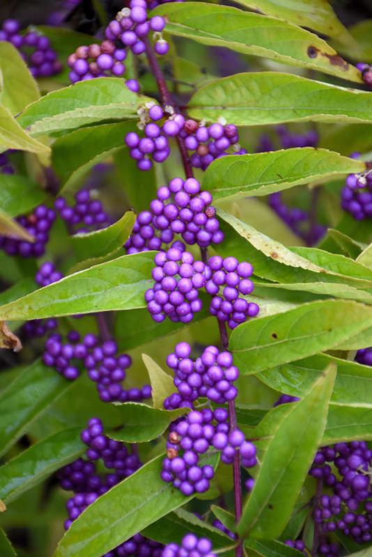 Issai Beautyberry (Callicarpa dichotoma 'Issai') at Sabellico Greenhouses