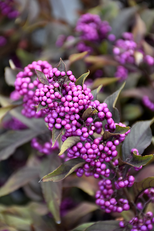 Pearl Glam Beautyberry (Callicarpa 'NCCX2') at Sabellico Greenhouses