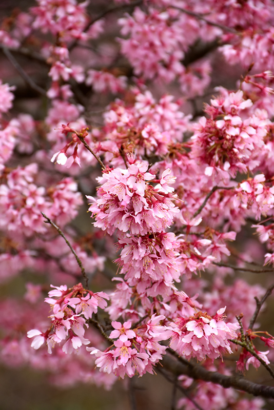 Okame Flowering Cherry (Prunus 'Okame') at Sabellico Greenhouses