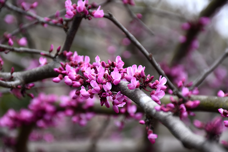 Burgundy Hearts Redbud (Cercis canadensis 'Greswan') at Sabellico Greenhouses