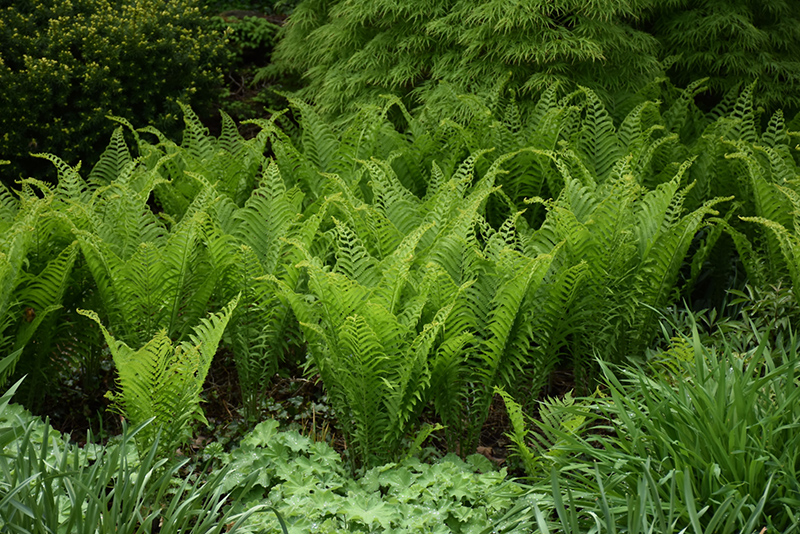 Ostrich Fern (Matteuccia struthiopteris) at Sabellico Greenhouses