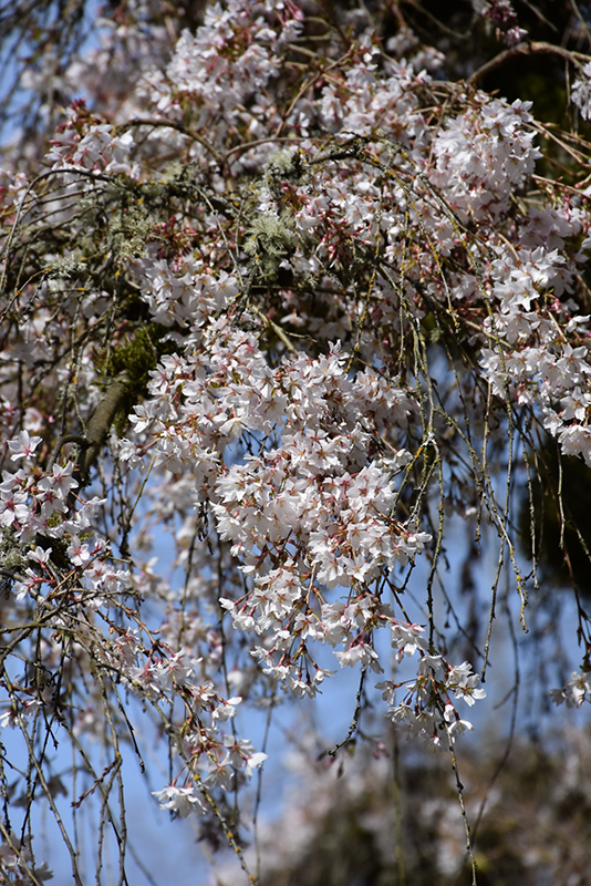 Weeping Higan Cherry (Prunus subhirtella 'Pendula') at Sabellico Greenhouses