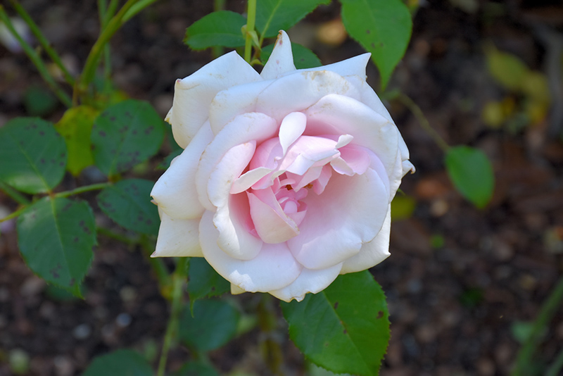 Belinda's Blush Rose (Rosa 'Belinda's Blush') at Sabellico Greenhouses