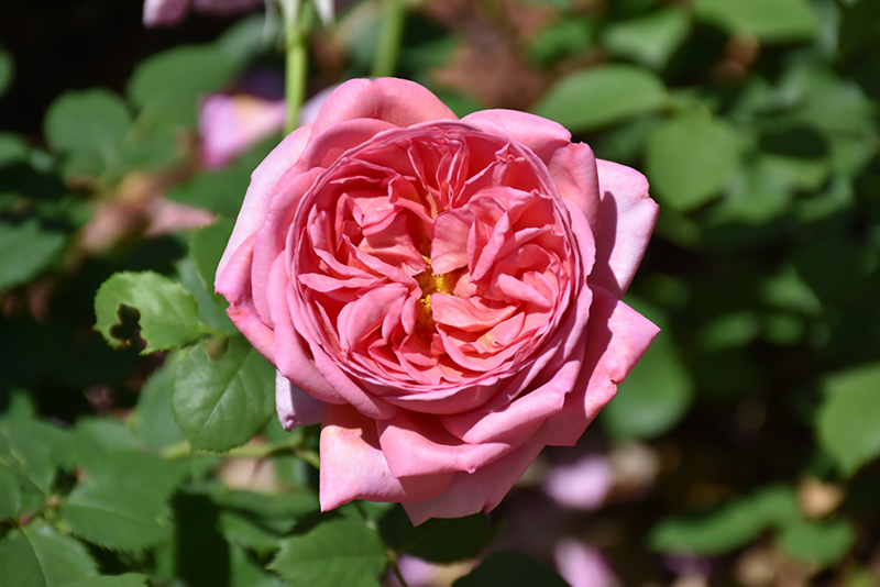 Boscobel Rose (Rosa 'Boscobel') at Sabellico Greenhouses