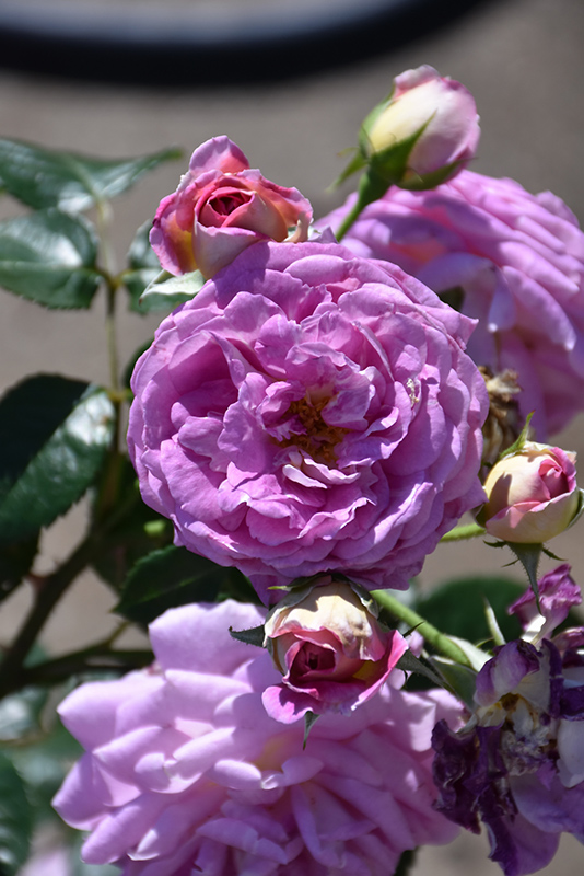 Arctic Blue Rose (Rosa 'WEKblufytirar') at Sabellico Greenhouses