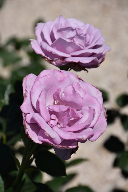 Blue Girl Rose (Rosa 'Blue Girl') at Sabellico Greenhouses