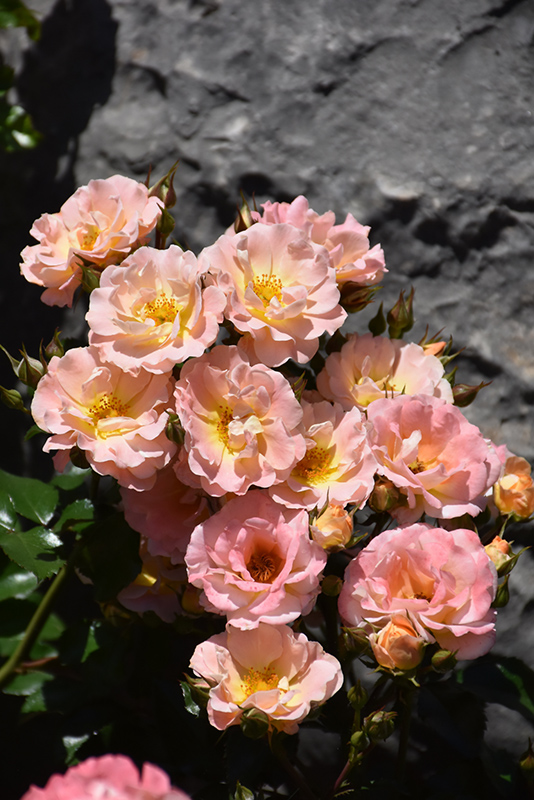 Peach Drift Rose (Rosa 'Meiggili') at Sabellico Greenhouses
