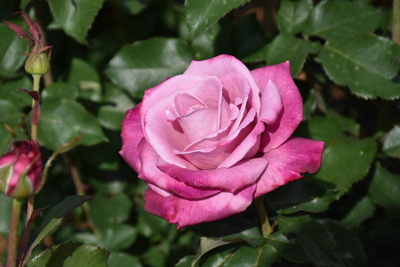 Fragrant Plum Rose (Rosa 'Fragrant Plum') at Sabellico Greenhouses