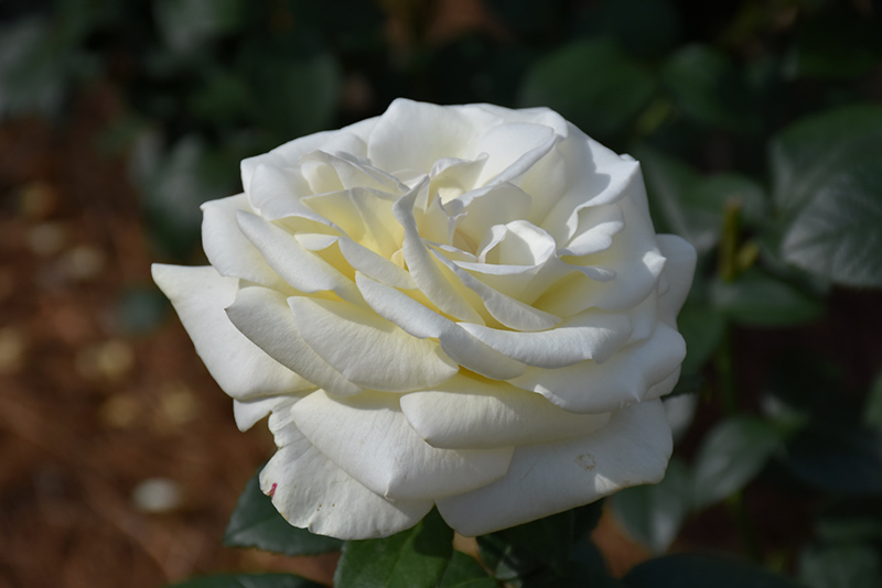 Sugar Moon Rose (Rosa 'WEKmemolo') at Sabellico Greenhouses