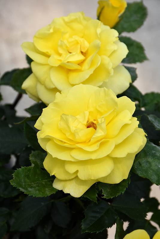 Sunsprite Rose (Rosa 'Sunsprite') at Sabellico Greenhouses