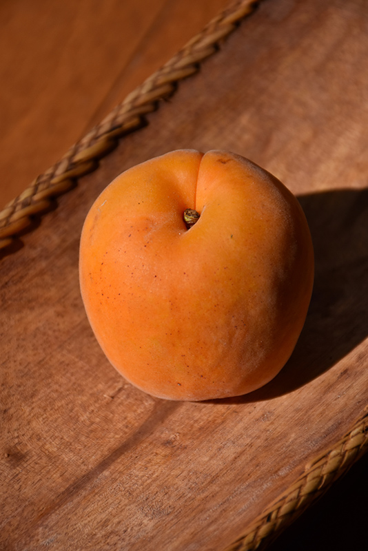 Perfection Apricot (Prunus armeniaca 'Perfection') at Sabellico Greenhouses