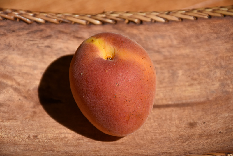 Goldbar Apricot (Prunus armeniaca 'Goldbar') at Sabellico Greenhouses