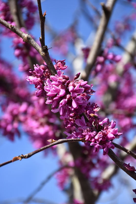 Eastern Redbud (tree form) (Cercis canadensis '(tree form)') at Sabellico Greenhouses