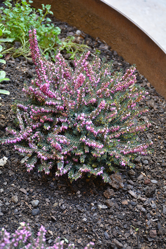 Mediterranean Pink Heath (Erica x darleyensis 'Mediterranean Pink') at Sabellico Greenhouses