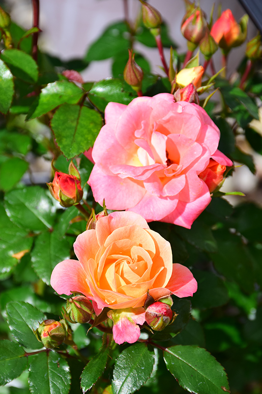 Peach Drift Rose (Rosa 'Meiggili') at Sabellico Greenhouses