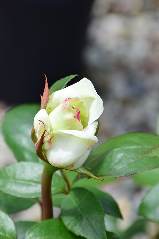 Sugar Moon Rose (Rosa 'WEKmemolo') at Sabellico Greenhouses
