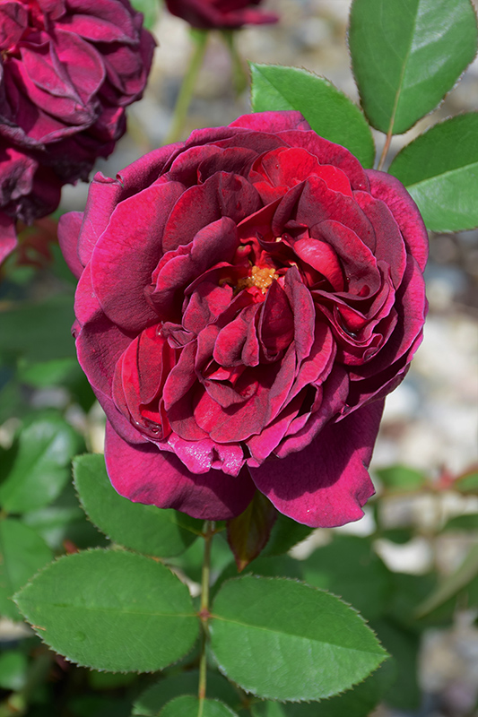 Darcey Bussell Rose (Rosa 'Darcey Bussell') at Sabellico Greenhouses