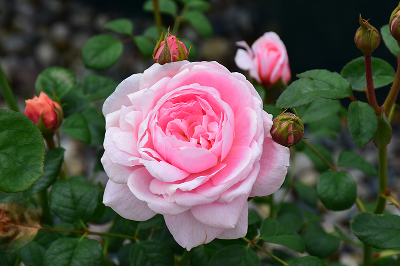 Queen Of Sweden Rose (Rosa 'Queen Of Sweden') at Sabellico Greenhouses