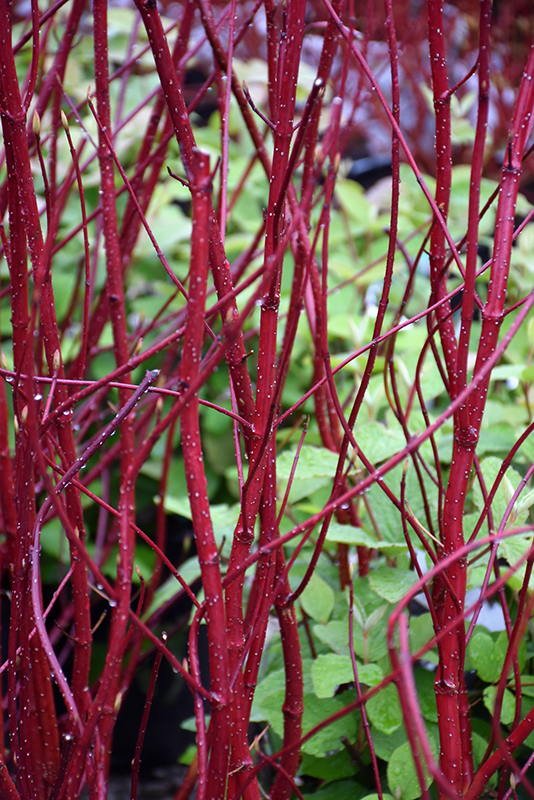 Bailey Red-Twig Dogwood (Cornus baileyi) at Sabellico Greenhouses