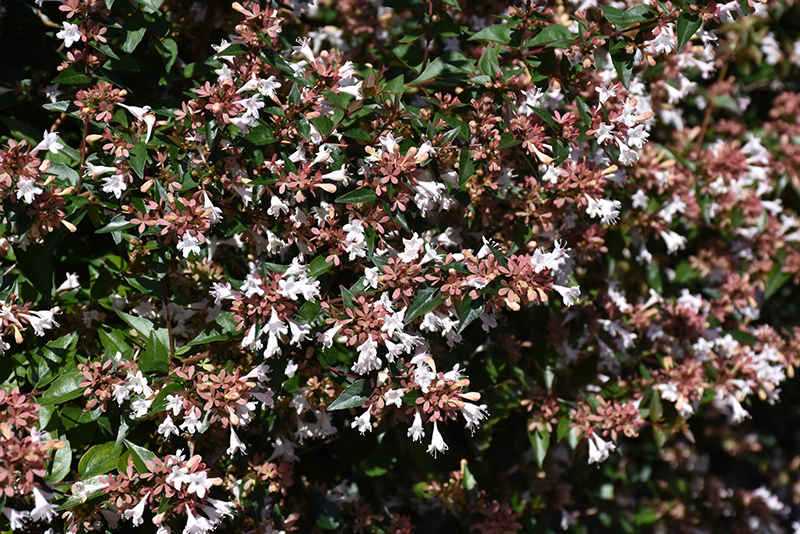 Glossy Abelia (Abelia x grandiflora) at Sabellico Greenhouses
