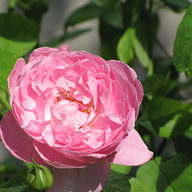 Plant Photo 3