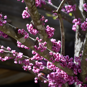 Plant Photo 5