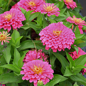 Plant Photo 5