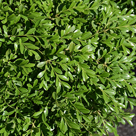 Plant Photo 10