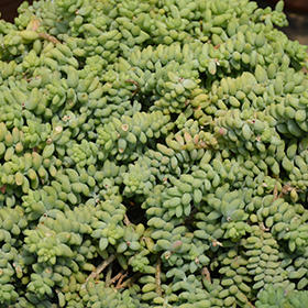 Plant Photo 6