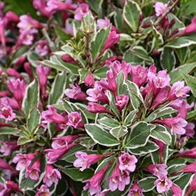 Plant Photo 5